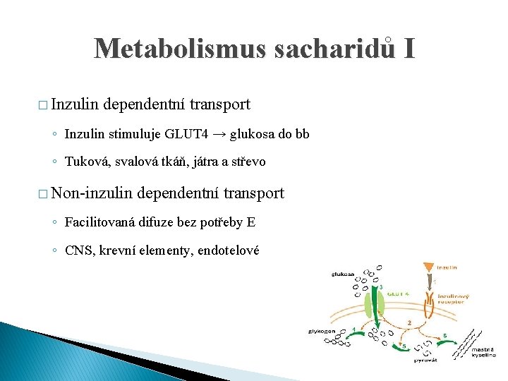 Metabolismus sacharidů I � Inzulin dependentní transport ◦ Inzulin stimuluje GLUT 4 → glukosa