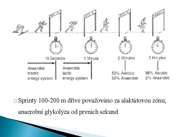 � Sprinty 100 -200 m dříve považováno za alaktátovou zónu; anaerobní glykolýza od prvních