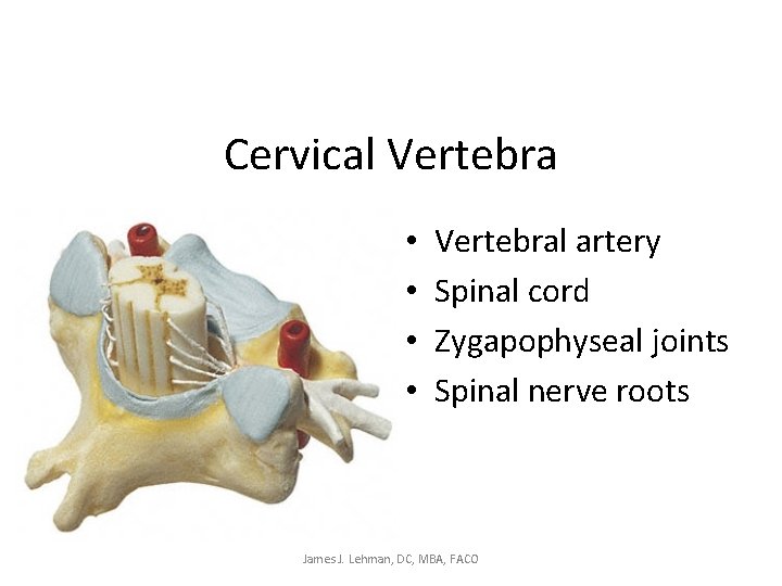 Cervical Vertebra • • Vertebral artery Spinal cord Zygapophyseal joints Spinal nerve roots James