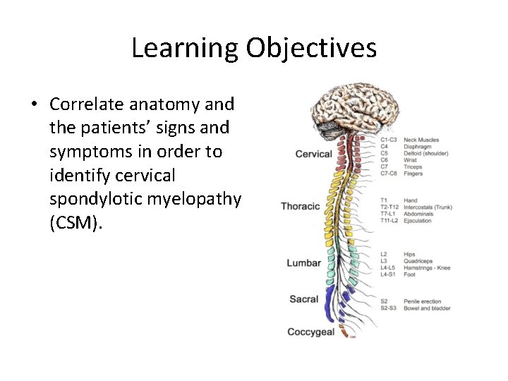 Learning Objectives • Correlate anatomy and the patients’ signs and symptoms in order to