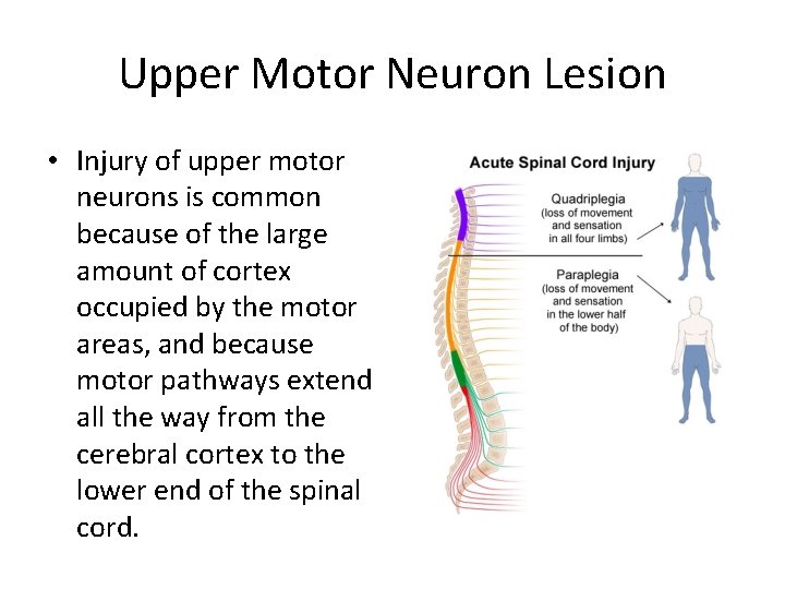 Upper Motor Neuron Lesion • Injury of upper motor neurons is common because of