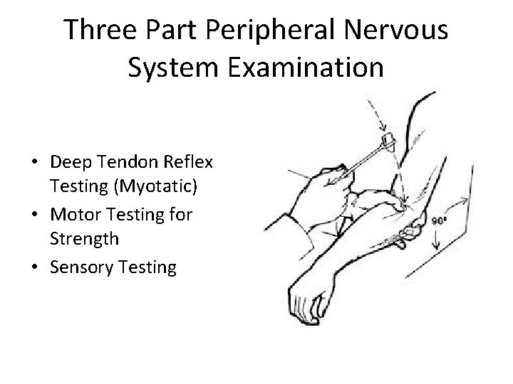Three Part Peripheral Nervous System Examination • Deep Tendon Reflex Testing (Myotatic) • Motor