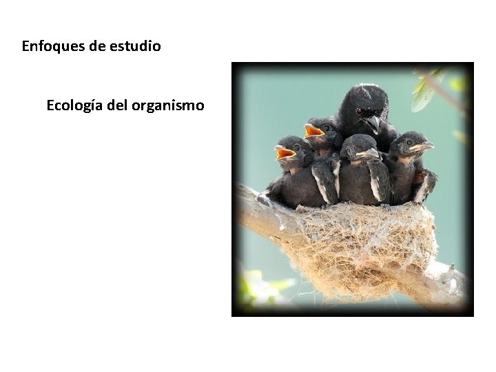 Enfoques de estudio Ecología del organismo 