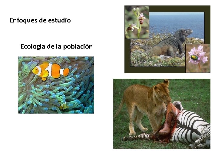 Enfoques de estudio Ecología de la población 