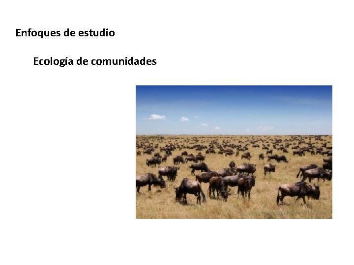 Enfoques de estudio Ecología de comunidades 