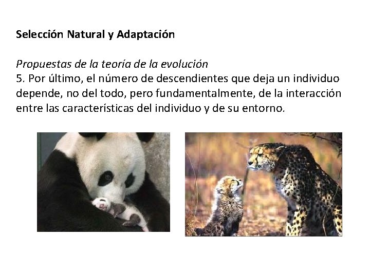 Selección Natural y Adaptación Propuestas de la teoría de la evolución 5. Por último,