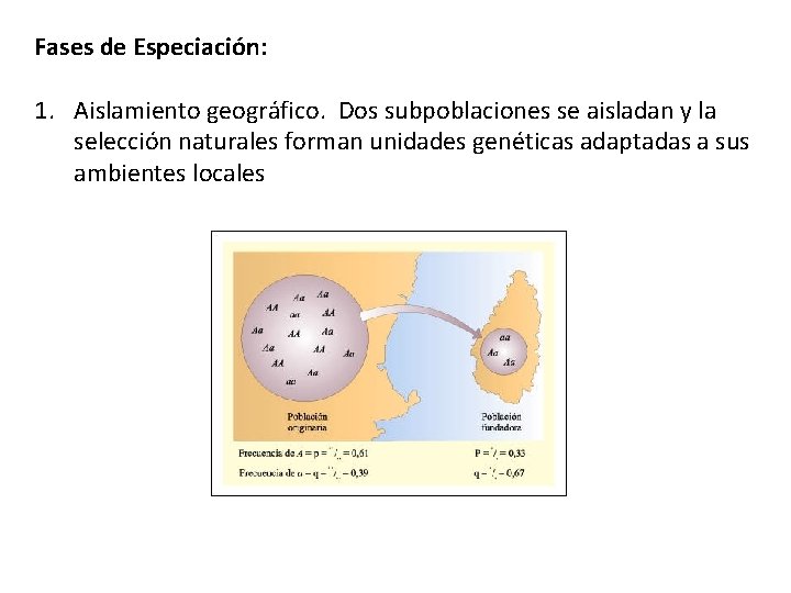 Fases de Especiación: 1. Aislamiento geográfico. Dos subpoblaciones se aisladan y la selección naturales