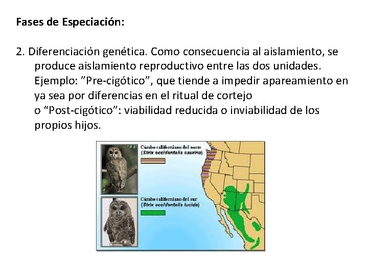 Fases de Especiación: 2. Diferenciación genética. Como consecuencia al aislamiento, se produce aislamiento reproductivo