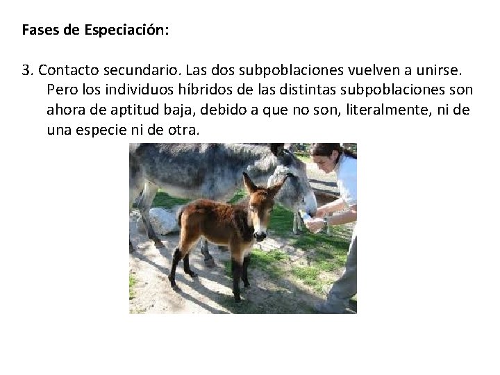 Fases de Especiación: 3. Contacto secundario. Las dos subpoblaciones vuelven a unirse. Pero los