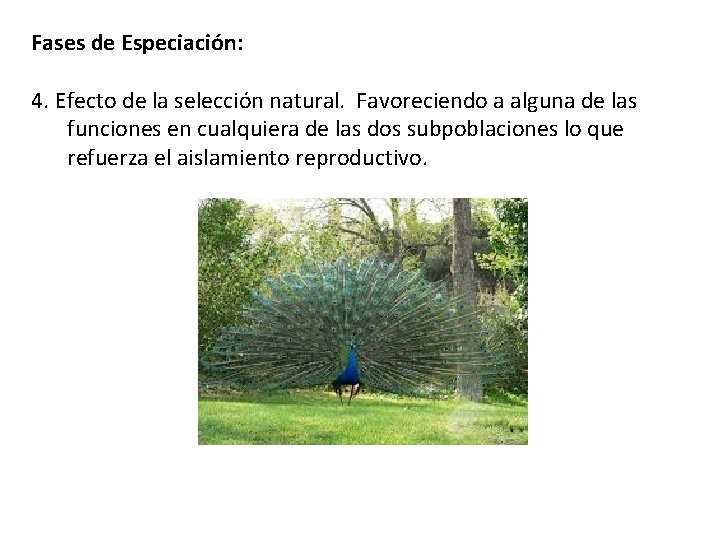 Fases de Especiación: 4. Efecto de la selección natural. Favoreciendo a alguna de las