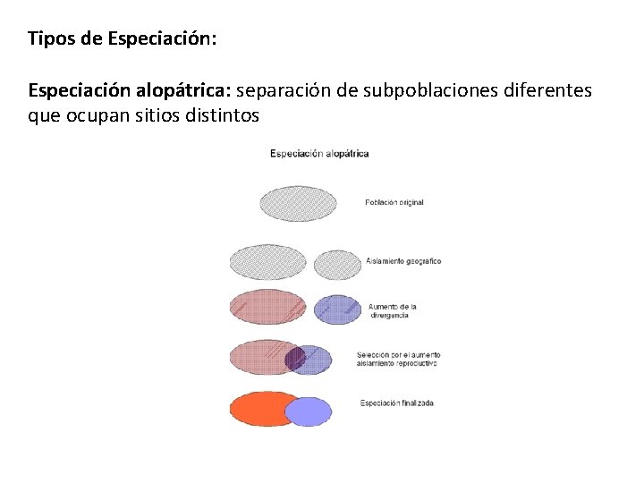 Tipos de Especiación: Especiación alopátrica: separación de subpoblaciones diferentes que ocupan sitios distintos 