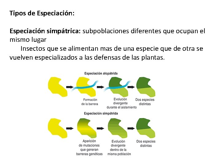 Tipos de Especiación: Especiación simpátrica: subpoblaciones diferentes que ocupan el mismo lugar Insectos que