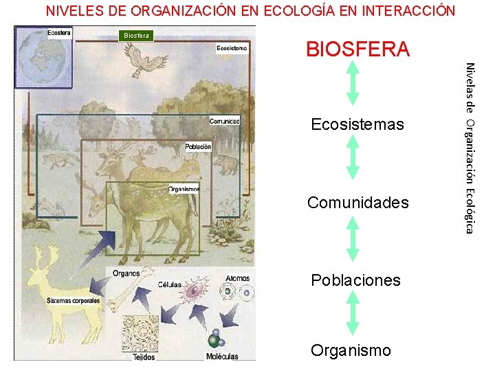 NIVELES DE ORGANIZACIÓN EN ECOLOGÍA EN INTERACCIÓN Biosfera BIOSFERA Comunidades Poblaciones Organismo Nivelas de