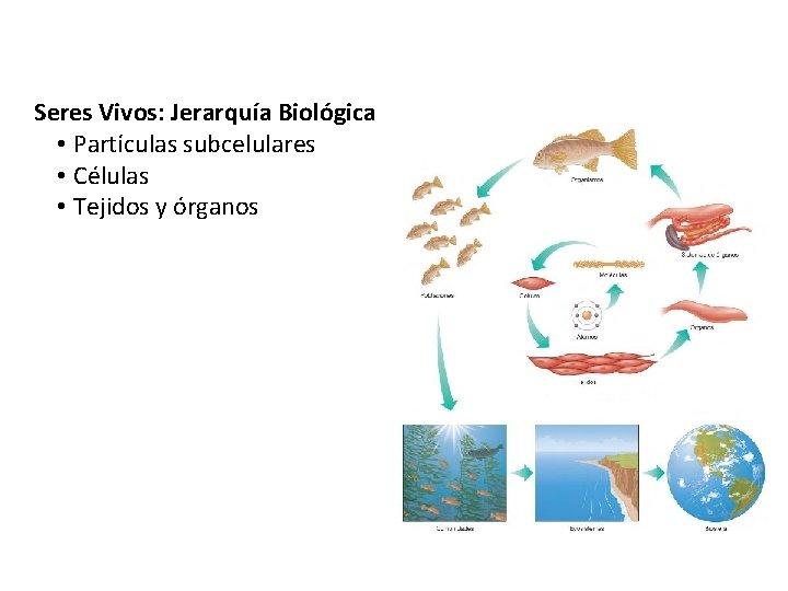 Seres Vivos: Jerarquía Biológica • Partículas subcelulares • Células • Tejidos y órganos 