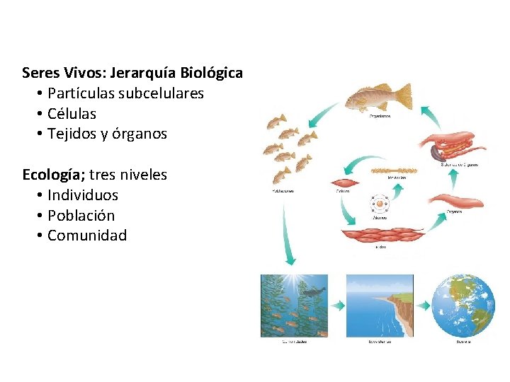 Seres Vivos: Jerarquía Biológica • Partículas subcelulares • Células • Tejidos y órganos Ecología;