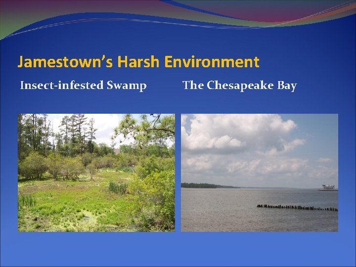 Jamestown’s Harsh Environment Insect-infested Swamp The Chesapeake Bay 