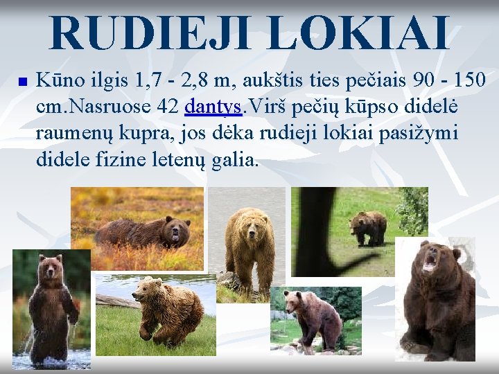 RUDIEJI LOKIAI n Kūno ilgis 1, 7 - 2, 8 m, aukštis ties pečiais RUDIEJI LOKIAI n Kūno ilgis 1, 7 - 2, 8 m, aukštis ties pečiais