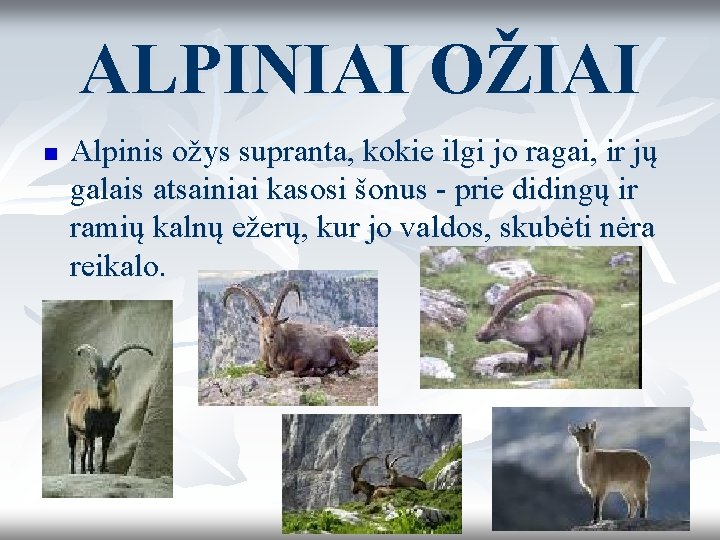 ALPINIAI OŽIAI n Alpinis ožys supranta, kokie ilgi jo ragai, ir jų galais atsainiai ALPINIAI OŽIAI n Alpinis ožys supranta, kokie ilgi jo ragai, ir jų galais atsainiai