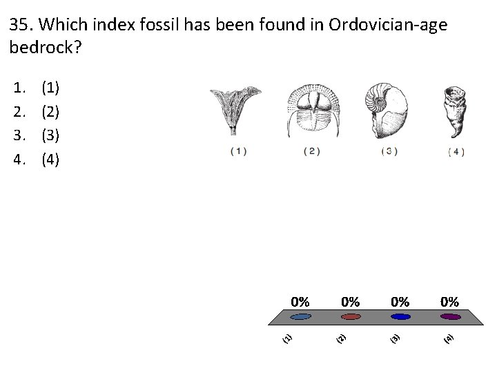 35. Which index fossil has been found in Ordovician-age bedrock? 1. 2. 3. 4.