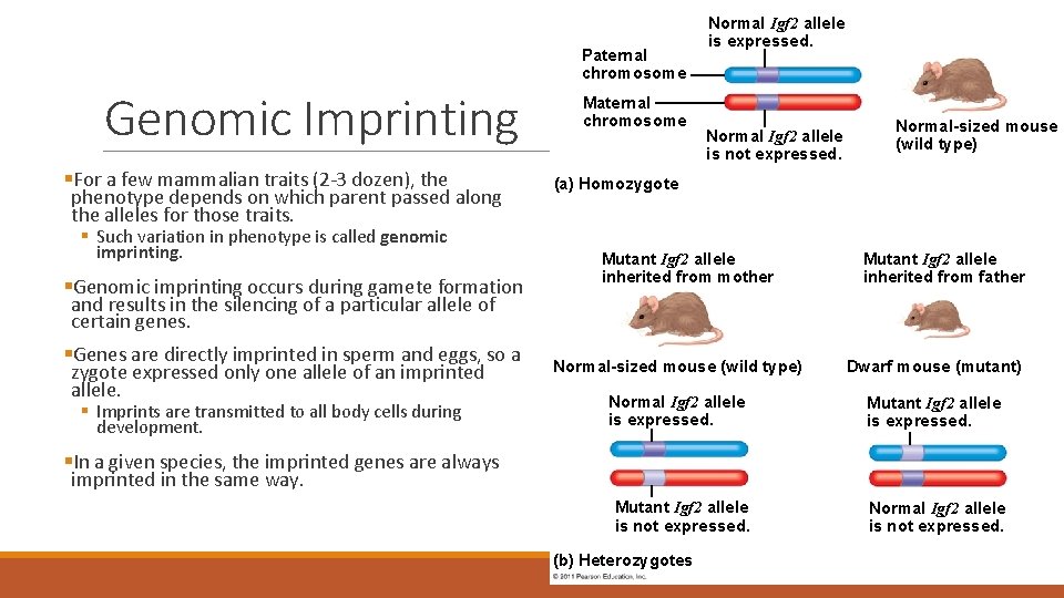 Paternal chromosome Genomic Imprinting §For a few mammalian traits (2 -3 dozen), the phenotype