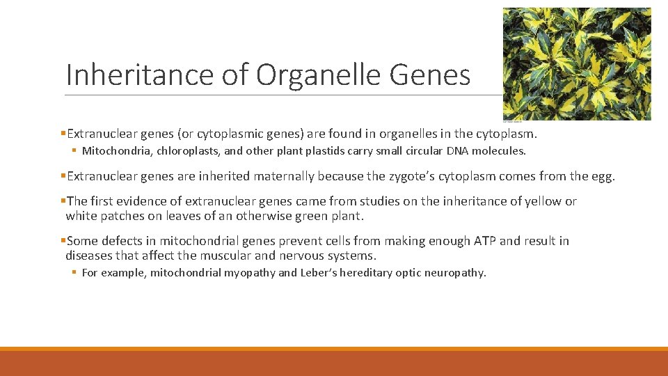 Inheritance of Organelle Genes §Extranuclear genes (or cytoplasmic genes) are found in organelles in