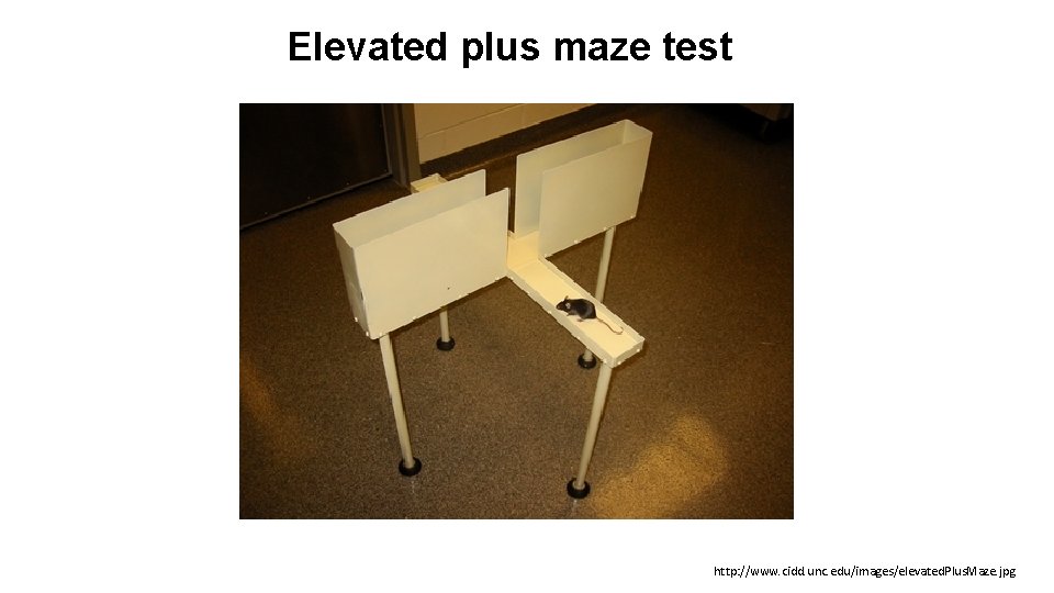 Elevated plus maze test http: //www. cidd. unc. edu/images/elevated. Plus. Maze. jpg 