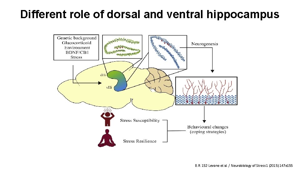 Different role of dorsal and ventral hippocampus B. R. 152 Levone et al. /