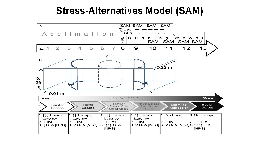 Stress-Alternatives Model (SAM) 