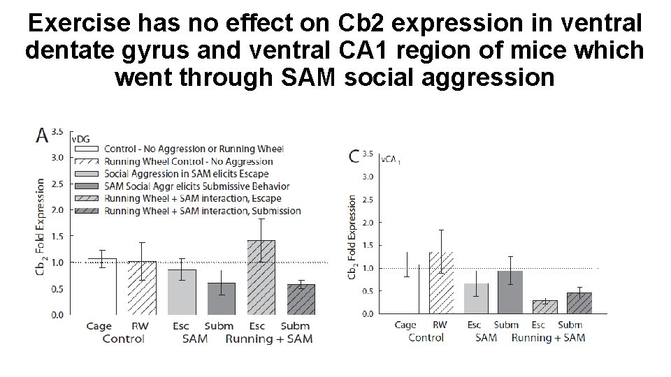 Exercise has no effect on Cb 2 expression in ventral dentate gyrus and ventral