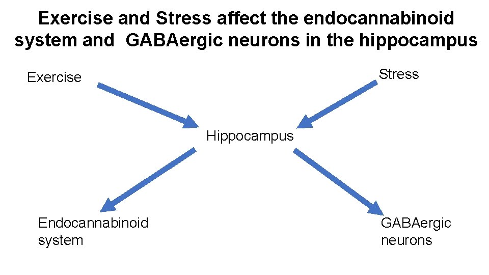 Exercise and Stress affect the endocannabinoid system and GABAergic neurons in the hippocampus Stress