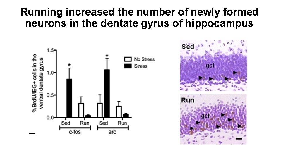 Running increased the number of newly formed neurons in the dentate gyrus of hippocampus