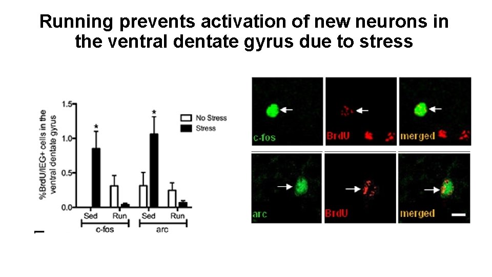 Running prevents activation of new neurons in the ventral dentate gyrus due to stress