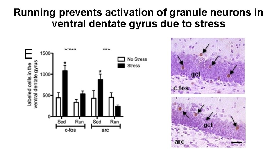 Running prevents activation of granule neurons in ventral dentate gyrus due to stress 
