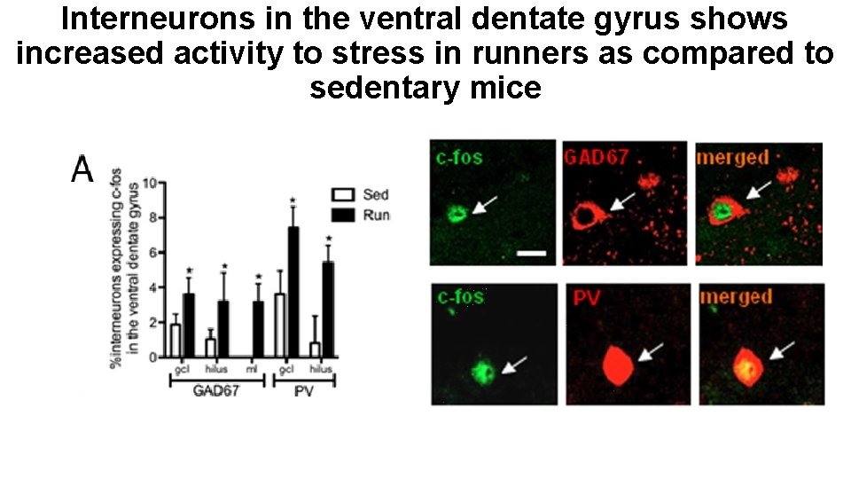 Interneurons in the ventral dentate gyrus shows increased activity to stress in runners as