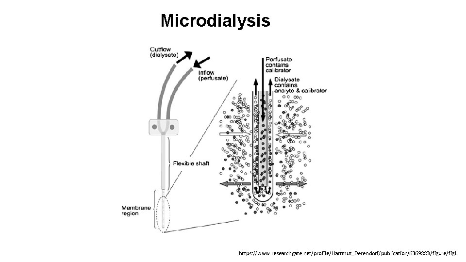 Microdialysis https: //www. researchgate. net/profile/Hartmut_Derendorf/publication/6369883/figure/fig 1 