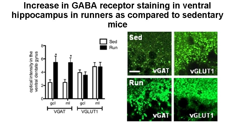 Increase in GABA receptor staining in ventral hippocampus in runners as compared to sedentary