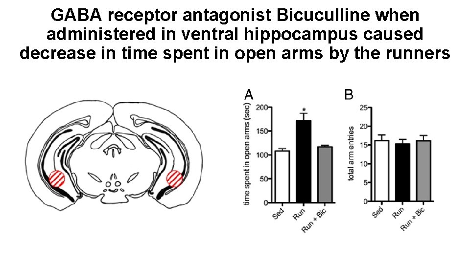GABA receptor antagonist Bicuculline when administered in ventral hippocampus caused decrease in time spent