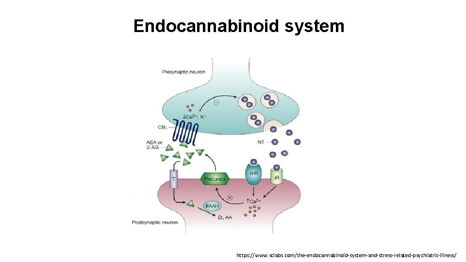 Endocannabinoid system https: //www. sclabs. com/the-endocannabinoid-system-and-stress-related-psychiatric-illness/ 
