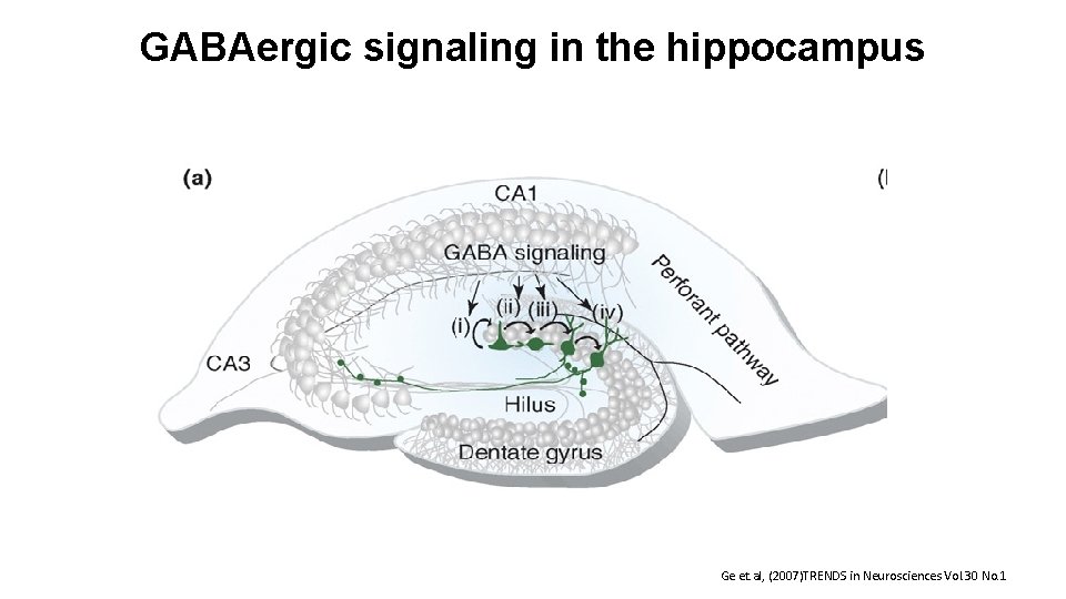 GABAergic signaling in the hippocampus Ge et. al, (2007)TRENDS in Neurosciences Vol. 30 No.