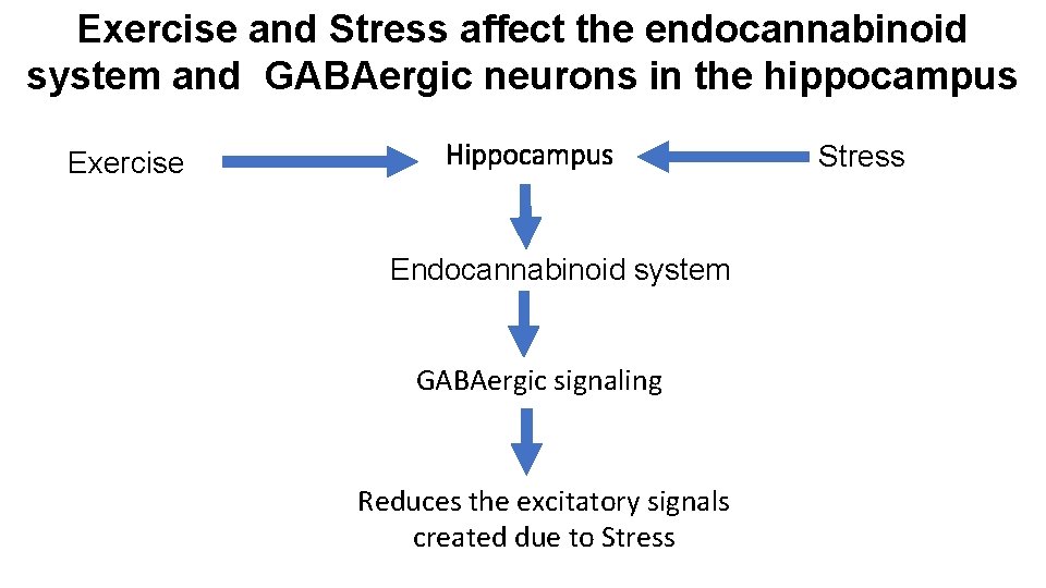 Exercise and Stress affect the endocannabinoid system and GABAergic neurons in the hippocampus Exercise