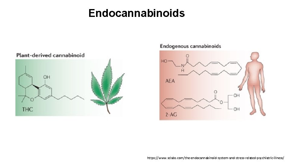 Endocannabinoids https: //www. sclabs. com/the-endocannabinoid-system-and-stress-related-psychiatric-illness/ 