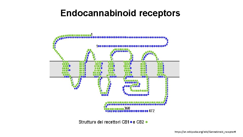 Endocannabinoid receptors https: //en. wikipedia. org/wiki/Cannabinoid_receptor# 