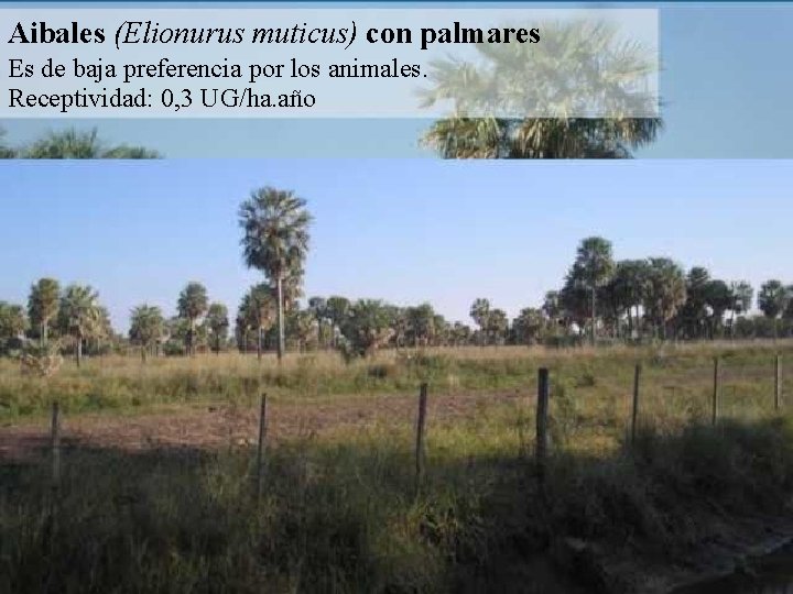 Aibales (Elionurus muticus) con palmares Es de baja preferencia por los animales. Receptividad: 0,