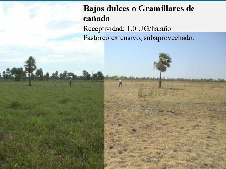 Bajos dulces o Gramillares de cañada Receptividad: 1, 0 UG/ha. año Pastoreo extensivo, subaprovechado.