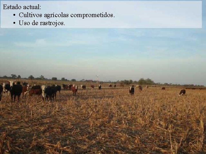 Estado actual: • Cultivos agrícolas comprometidos. • Uso de rastrojos. 