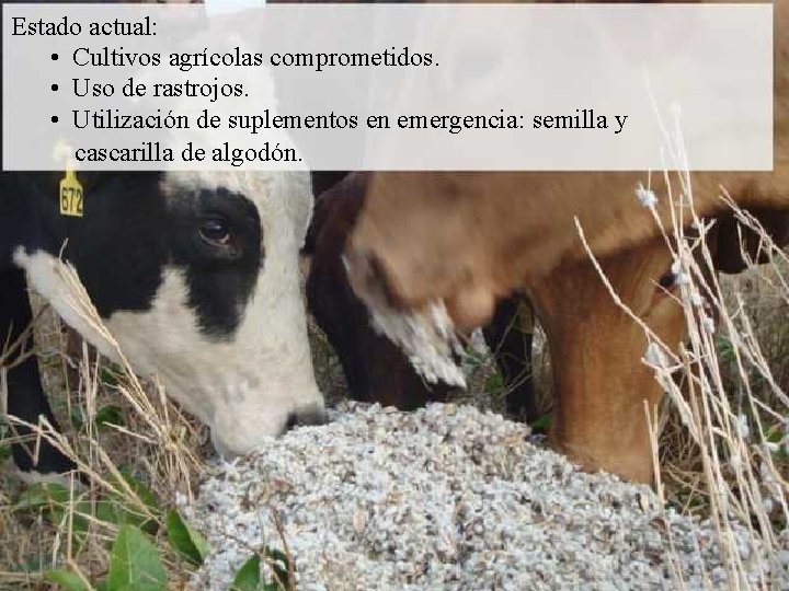 Estado actual: • Cultivos agrícolas comprometidos. • Uso de rastrojos. • Utilización de suplementos