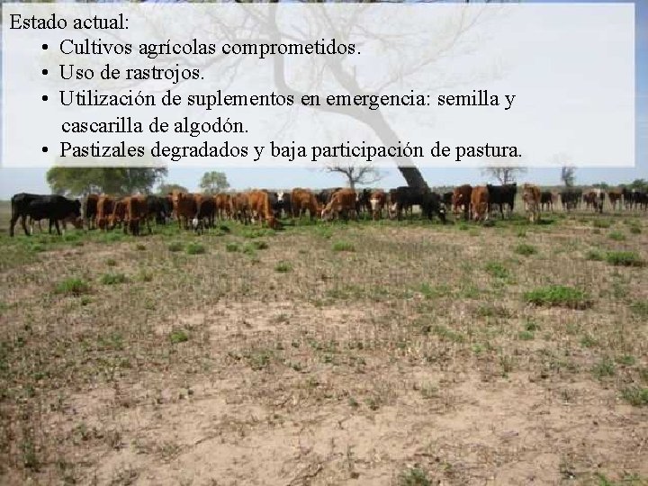 Estado actual: • Cultivos agrícolas comprometidos. • Uso de rastrojos. • Utilización de suplementos