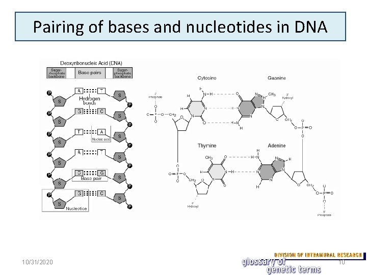 Pairing of bases and nucleotides in DNA 10/31/2020 10 