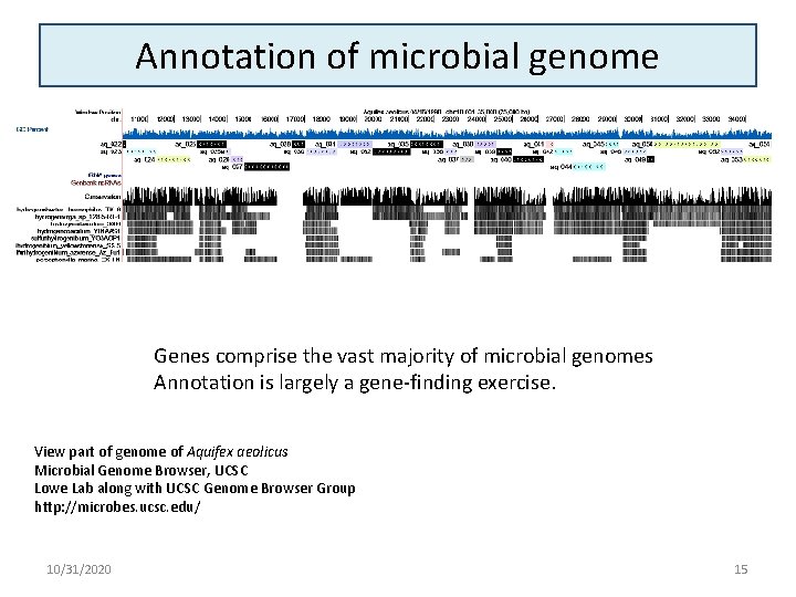 Annotation of microbial genome Genes comprise the vast majority of microbial genomes Annotation is