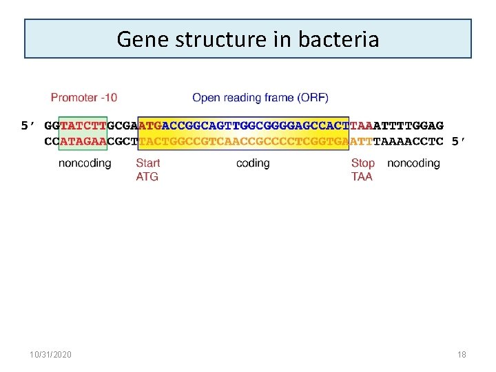 Gene structure in bacteria 10/31/2020 18 